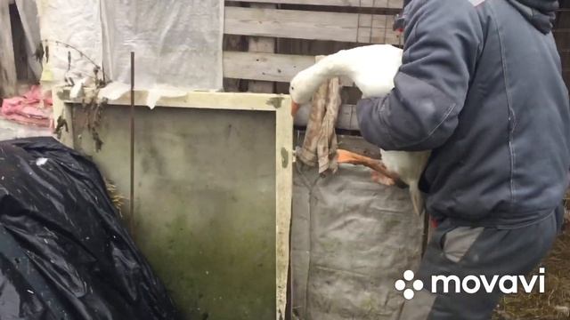 Продала семью Четырёх месячных гусей на племя/ Вес/Условия продаж смотреть онлайн