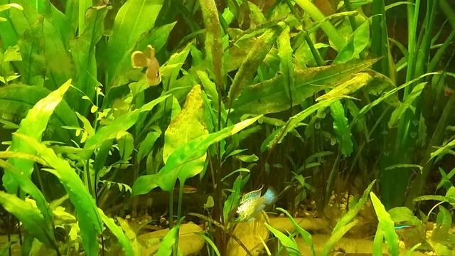 Малёк бирюзовой акары и нанокара электрик блю. смотреть онлайн