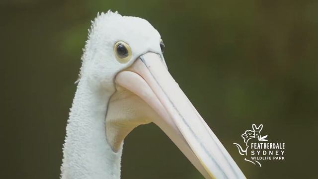 Pelicans with Zookeeper Chad смотреть онлайн