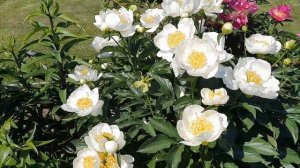 ПИОН "JAN VAN LEEUWEN" В МОЕМ САДУ!!!