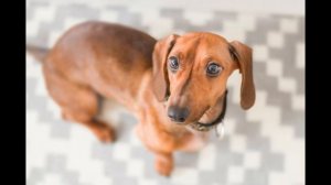 Аудио рассказы/ Такса лает в квартире