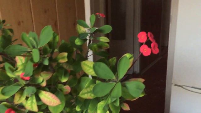 Багульник смотреть онлайн