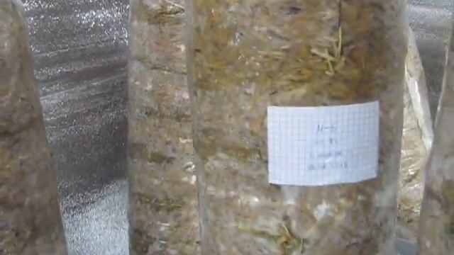 Вешенка-обхватывание субстрата мицелием.