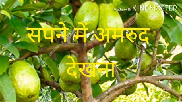 सपने में अमरूद देखना sapne me amrud dekhna | dream in amrud meaning смотреть онлайн