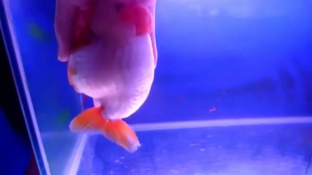 РУЧНАЯ ЗОЛОТАЯ РЫБКА смотреть онлайн