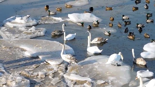 Белые крылья. Царева Людмила Ивановна
