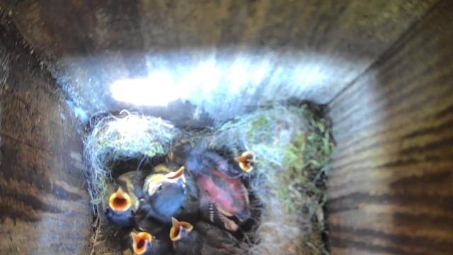 Синичко-лайв. Птенцы синицы большака