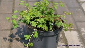 Декоративный кустарник  Стефанандра