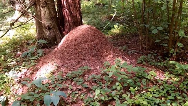 Грибы июля смотреть онлайн