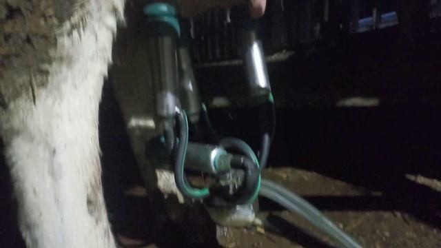 Абердин Блэк Ангус бык 900 кг.. выпойка телка, дойка ёлочкой... смотреть онлайн