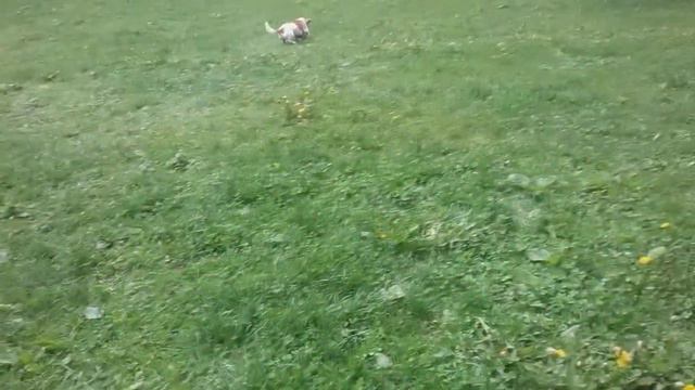 Тайная жизнь домашних животных 2 Арчи играет в футбол 🐶⚽️ смотреть онлайн