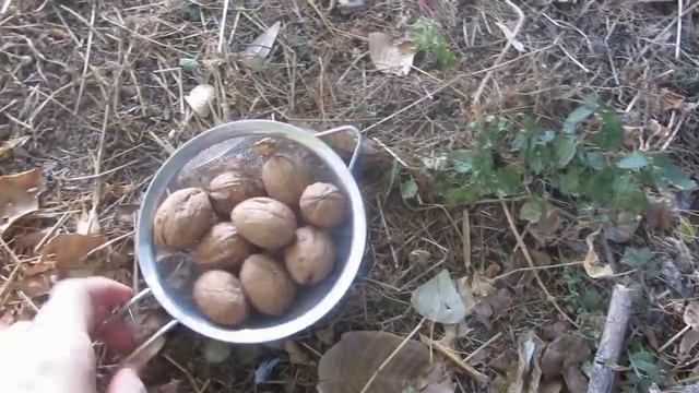 День урожая!!!//обзор хозяйства//краски осени и мечты смотреть онлайн