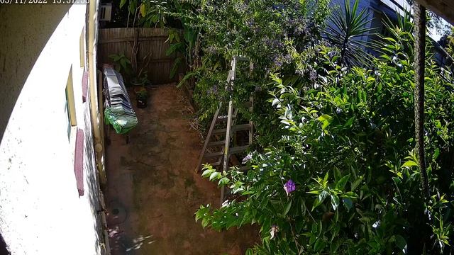 Snake finally makes it on roof part 3 carpet Python Queensland Australia смотреть онлайн