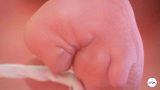 6 Weeks Pregnant - What to Expect смотреть онлайн