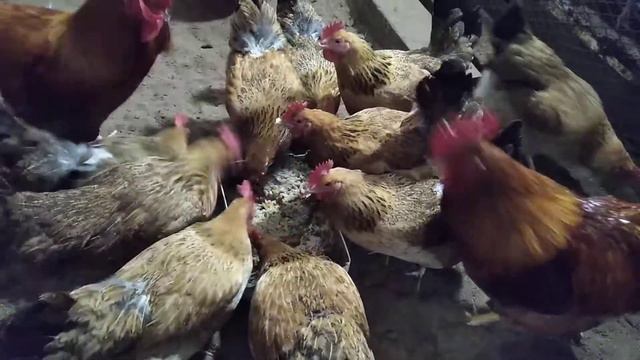 Кучинская Юбилейная. Балашиха. смотреть онлайн