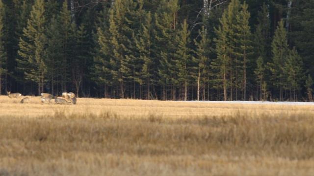 Косули вышли на поле в вечерние часы #animal #александр сфу смотреть онлайн