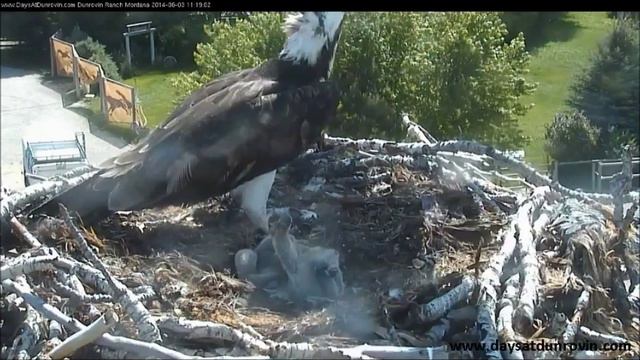 2014 Eagle Attack June 3rd смотреть онлайн