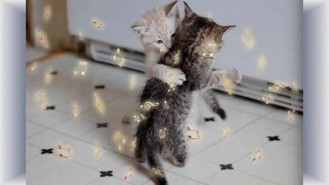кошки кошки кошки смотреть онлайн