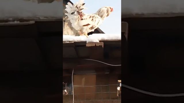 Петух на крыше смотреть онлайн
