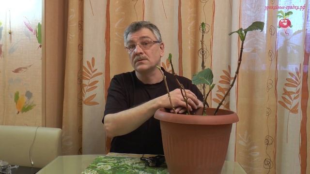 Зимовка гортензии крупнолистной #urozhainye_gryadki смотреть онлайн