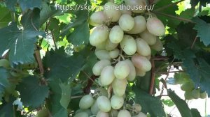 Среднеспелые сорта винограда 2019. Катруся Каховская (Тропиканка)