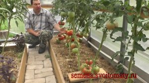 Проверенный сорт томатов: "Зарево"