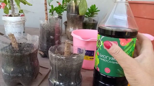 Пальма Юкка ? Оңай көбейту ? Өсіру және дурыс күтім жасау ? Гүлдер әлемі. смотреть онлайн