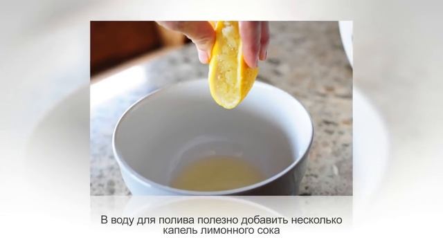 КОФЕ АРАВИЙСКИЙ. Уход за кофейным деревом в домашних условиях смотреть онлайн