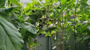 Малина на балконе 2023