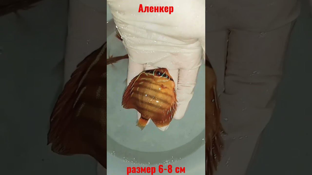 #дискусы Аленкер в Ессентуки. #fish #discus #shorts #short #аквариум #аквариумныерыбки смотреть онлайн