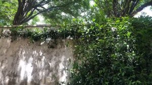 ياسمين(Rhyncospermum/Trachelospermum)