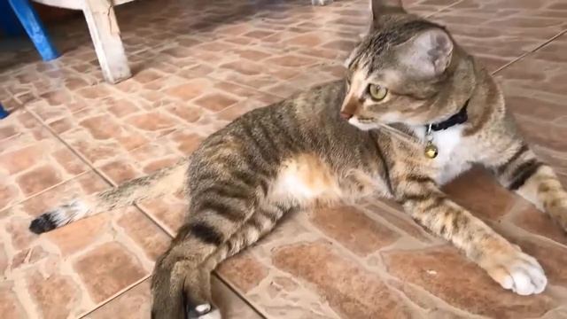 Смешные истории, анекдоты, + коты смотреть онлайн