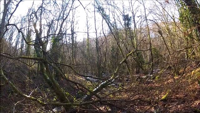 chasse bécasse setter Basse Normandie février 2015 смотреть онлайн