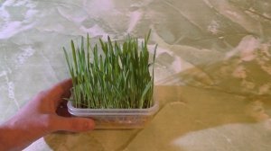 Как вырастить траву для кошек, выращивание овса без грунта