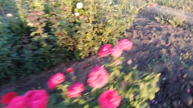 Красавица Мэри Роуз (Mary Rose) и другие сорта роз питомника rozapochtoi.ru смотреть онлайн