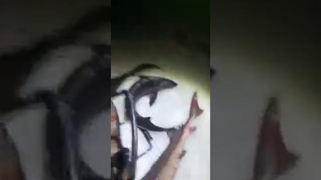 рыбалка осетра на новом водоеме в кокино смотреть онлайн