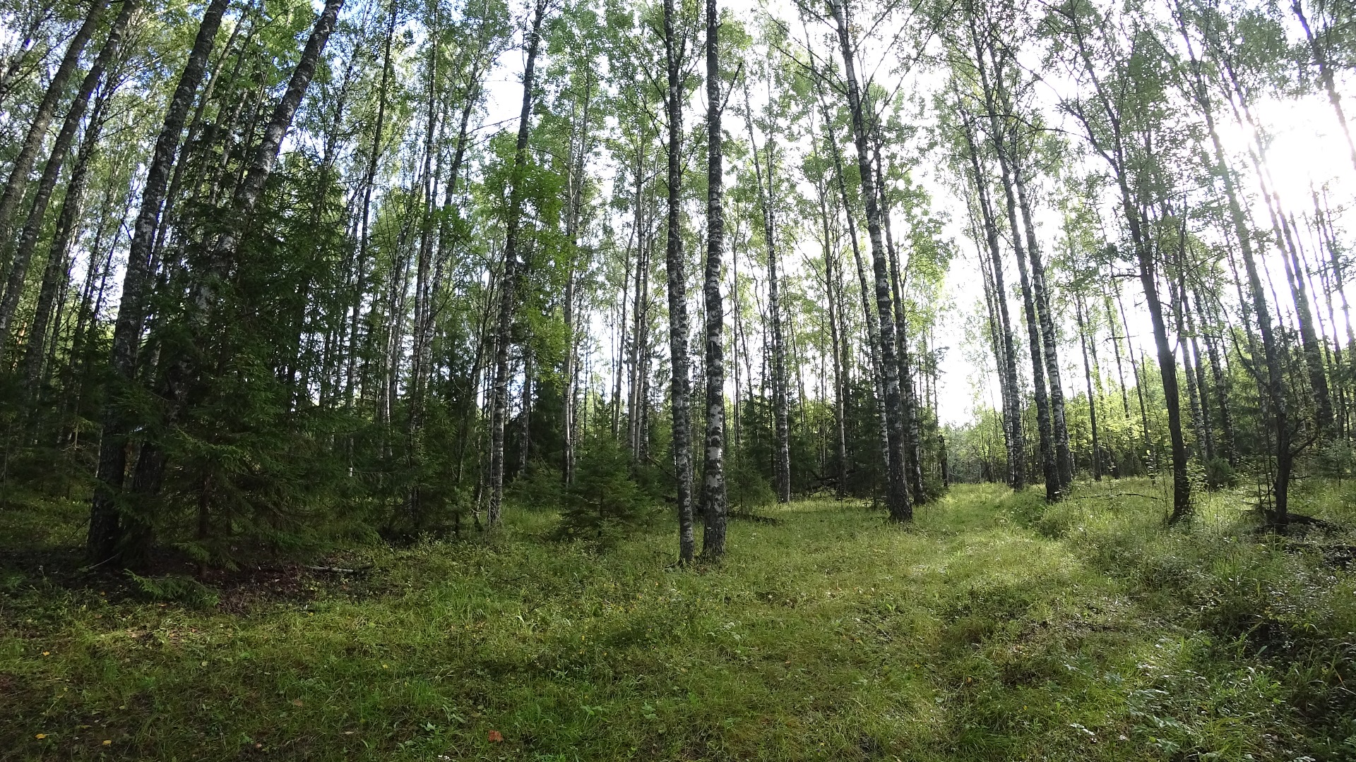 Царство лисичек. Грибалка.