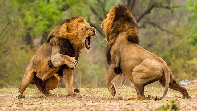 Африканский лев