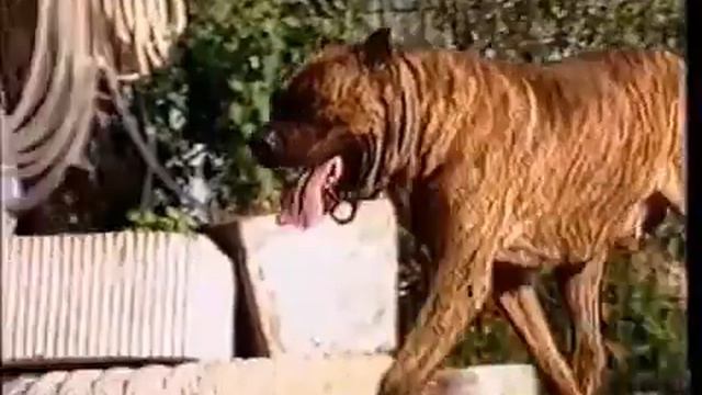 Cane Corso History Part 1 & Part 2 смотреть онлайн