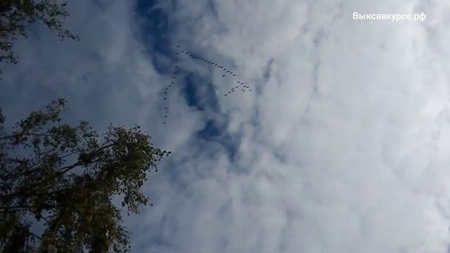 Выксавкурсе.рф: птицы летят на юг смотреть онлайн