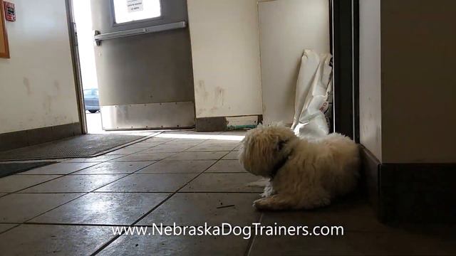 Chanel 10 Month old Teddy Bear (Shih Tzu/Coton de Tulear mix) смотреть онлайн