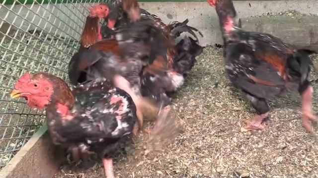 Стройка Ремонтка