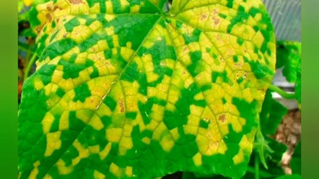 Вирусные и бактериальные болезни огурцов: мозаика, некроз и бактериоз.