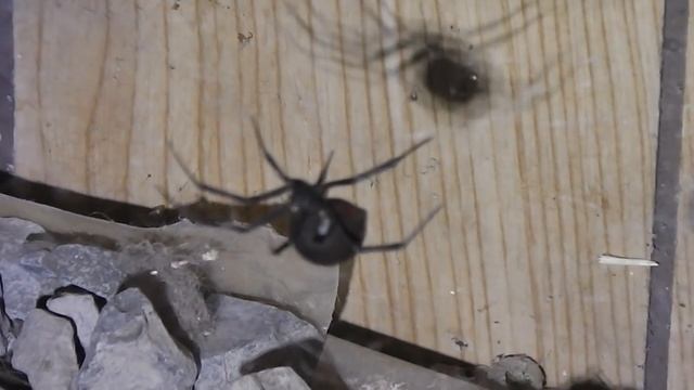 Животные и Их Секреты