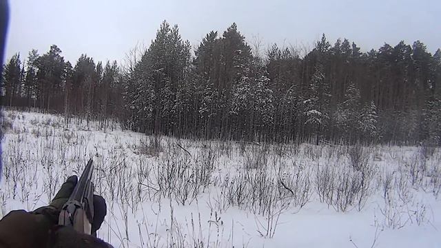 Охота на зайца в ХМАО с гончими смотреть онлайн