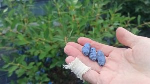 Жимолость Аврора.