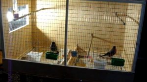 Снегири в новой клетке