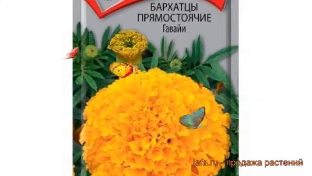 Бархатцы прямостоячая Гавайи (gavayi) ? бархатцы Гавайи обзор: как сажать семена бархатцев Гавайи смотреть онлайн