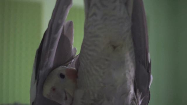 ШОК! Попугай сломался и поёт своим анусом! смотреть онлайн