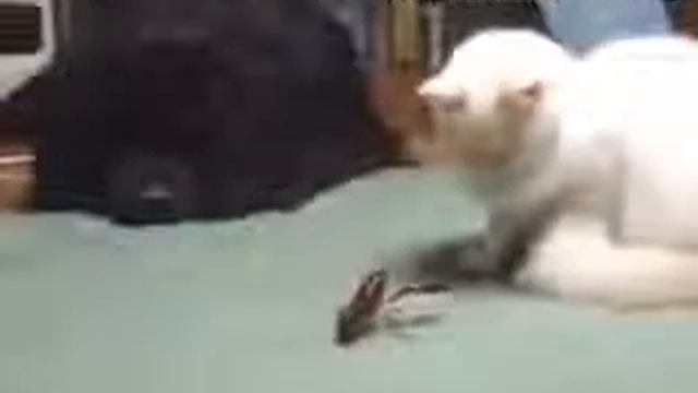 Katze vs Krabbe.mp4 смотреть онлайн